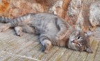 Rayito (7)